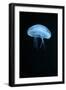 Moon Jellyfish (Aurelia Aurita) in an Aquarium.-wrangel-Framed Photographic Print