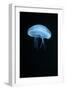 Moon Jellyfish (Aurelia Aurita) in an Aquarium.-wrangel-Framed Photographic Print