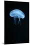 Moon Jellyfish (Aurelia Aurita) in an Aquarium.-wrangel-Mounted Photographic Print