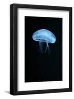 Moon Jellyfish (Aurelia Aurita) in an Aquarium.-wrangel-Framed Photographic Print