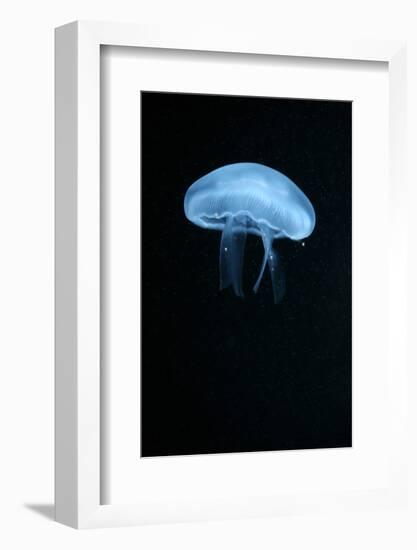 Moon Jellyfish (Aurelia Aurita) in an Aquarium.-wrangel-Framed Photographic Print