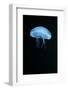 Moon Jellyfish (Aurelia Aurita) in an Aquarium.-wrangel-Framed Photographic Print