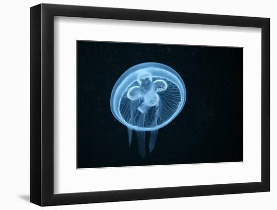 Moon Jellyfish (Aurelia Aurita) in an Aquarium.-wrangel-Framed Photographic Print