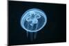 Moon Jellyfish (Aurelia Aurita) in an Aquarium.-wrangel-Mounted Photographic Print