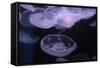 Moon Jellyfish, Aurelia Aurita-steffstarr-Framed Stretched Canvas