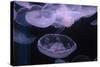 Moon Jellyfish, Aurelia Aurita-steffstarr-Stretched Canvas