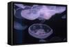 Moon Jellyfish, Aurelia Aurita-steffstarr-Framed Stretched Canvas