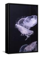 Moon Jellyfish, Aurelia Aurita-steffstarr-Framed Stretched Canvas