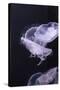 Moon Jellyfish, Aurelia Aurita-steffstarr-Stretched Canvas