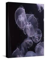 Moon Jellyfish, Aurelia Aurita-steffstarr-Stretched Canvas