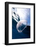 Moon Jellyfish (Aurelia Aurita).-Stephen Frink-Framed Photographic Print