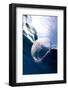 Moon Jellyfish (Aurelia Aurita).-Stephen Frink-Framed Photographic Print