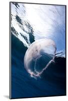 Moon Jellyfish (Aurelia Aurita).-Stephen Frink-Mounted Photographic Print