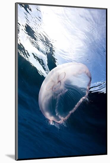 Moon Jellyfish (Aurelia Aurita).-Stephen Frink-Mounted Photographic Print