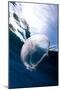 Moon Jellyfish (Aurelia Aurita).-Stephen Frink-Mounted Photographic Print