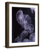 Moon Jellyfish, Aurelia Aurita-steffstarr-Framed Photographic Print