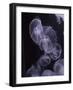 Moon Jellyfish, Aurelia Aurita-steffstarr-Framed Photographic Print