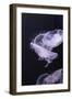 Moon Jellyfish, Aurelia Aurita-steffstarr-Framed Photographic Print