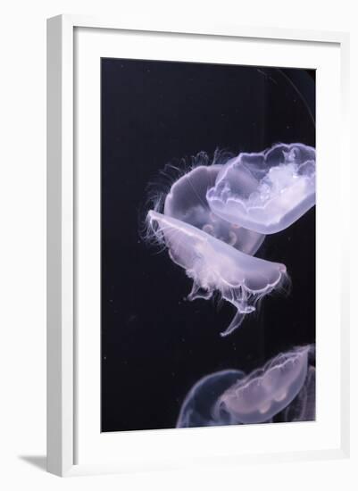 Moon Jellyfish, Aurelia Aurita-steffstarr-Framed Photographic Print