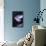 Moon Jellyfish, Aurelia Aurita-steffstarr-Mounted Photographic Print displayed on a wall