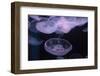 Moon Jellyfish, Aurelia Aurita-steffstarr-Framed Photographic Print