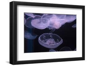 Moon Jellyfish, Aurelia Aurita-steffstarr-Framed Photographic Print