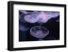 Moon Jellyfish, Aurelia Aurita-steffstarr-Framed Photographic Print