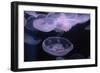 Moon Jellyfish, Aurelia Aurita-steffstarr-Framed Photographic Print