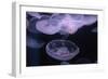 Moon Jellyfish, Aurelia Aurita-steffstarr-Framed Photographic Print