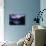 Moon Jellyfish, Aurelia Aurita-steffstarr-Photographic Print displayed on a wall