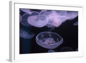 Moon Jellyfish, Aurelia Aurita-steffstarr-Framed Photographic Print