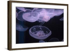 Moon Jellyfish, Aurelia Aurita-steffstarr-Framed Photographic Print