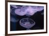 Moon Jellyfish, Aurelia Aurita-steffstarr-Framed Photographic Print