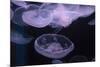 Moon Jellyfish, Aurelia Aurita-steffstarr-Mounted Photographic Print