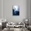 Moon Jellyfish (Aurelia Aurita).-Stephen Frink-Stretched Canvas displayed on a wall