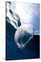 Moon Jellyfish (Aurelia Aurita).-Stephen Frink-Stretched Canvas