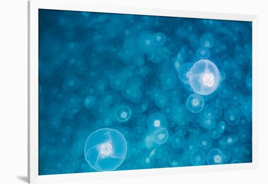 Moon jellyfish bloom (Aurelia aurita), Prince William Sound, Alaska, United States of America, Nort-Ashley Morgan-Framed Photographic Print