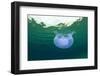 Moon Jellyfish in the Sea-Rich Carey-Framed Photographic Print