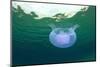 Moon Jellyfish in the Sea-Rich Carey-Mounted Photographic Print