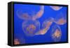 Moon Jellyfish-null-Framed Stretched Canvas