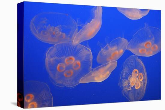 Moon Jellyfish-null-Stretched Canvas