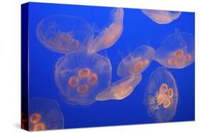 Moon Jellyfish-null-Stretched Canvas