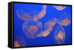 Moon Jellyfish-null-Framed Stretched Canvas