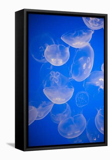 Moon Jellyfish-Richard T. Nowitz-Framed Stretched Canvas