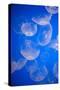 Moon Jellyfish-Richard T. Nowitz-Stretched Canvas