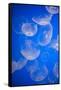 Moon Jellyfish-Richard T. Nowitz-Framed Stretched Canvas