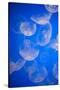 Moon Jellyfish-Richard T. Nowitz-Stretched Canvas