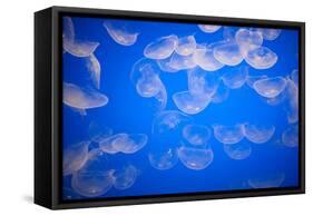 Moon Jellyfish-Richard T. Nowitz-Framed Stretched Canvas