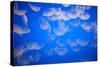 Moon Jellyfish-Richard T. Nowitz-Stretched Canvas