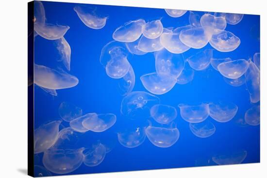 Moon Jellyfish-Richard T. Nowitz-Stretched Canvas